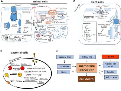 A Glimpse of Programmed Cell Death Among Bacteria, Animals, and Plants